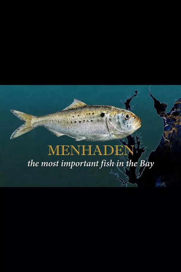 Menhaden: The Most Important Fish in the Bay