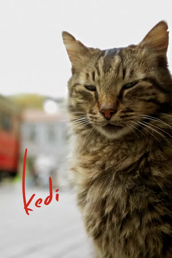 Kedi - sekretne życie kotów