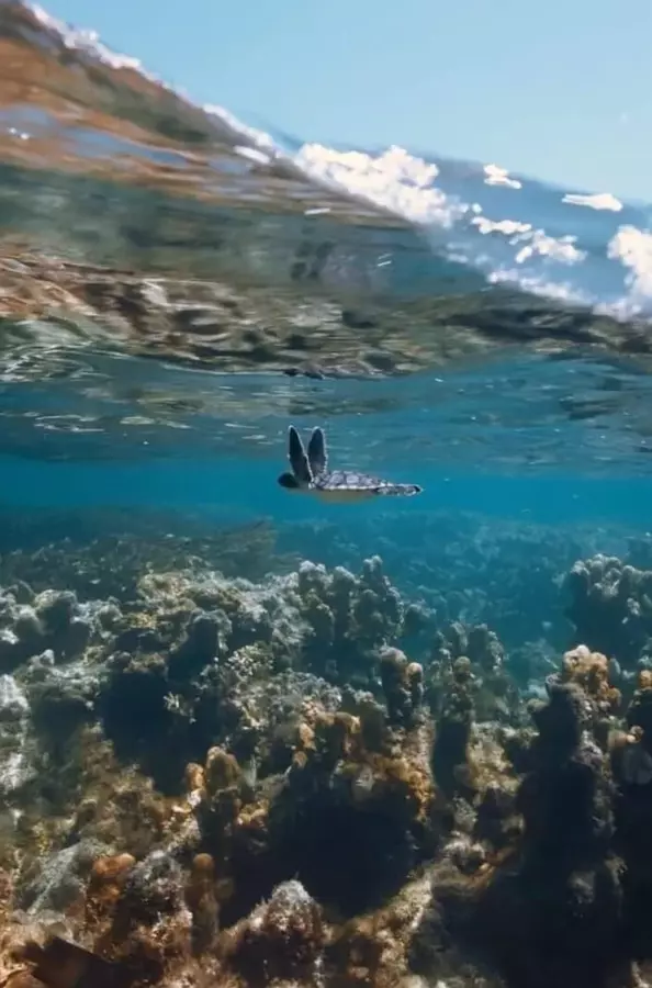 Le Petit Peuple des rivages